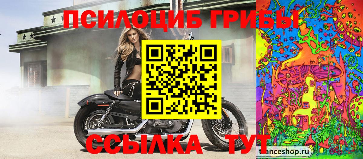 Псилоцибиновые грибы Psilocybine cubensis  Псилоцибиновые грибы мицелий  Великий Новгород 